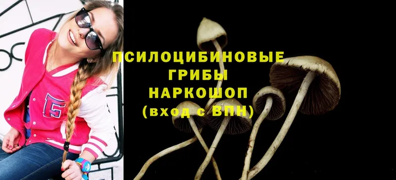 МЕГА как зайти  Магас  Галлюциногенные грибы Psilocybe 